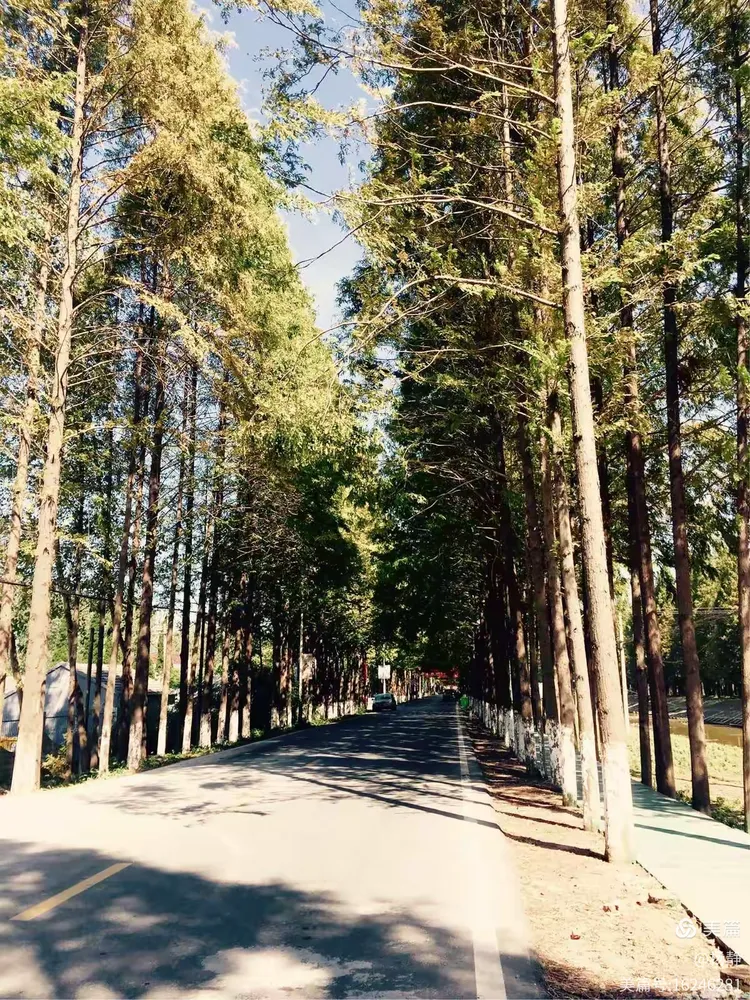 龙袍水杉大道纪实